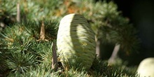 Cedro del Libano - Piñas (Cedrus libani)