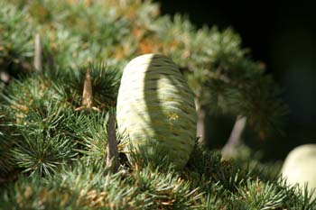 Cedro del Libano - Piñas (Cedrus libani)