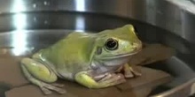 How to boil a frog