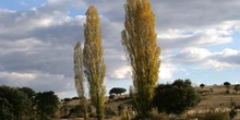 Chopo temblón - Porte (Populus tremula)