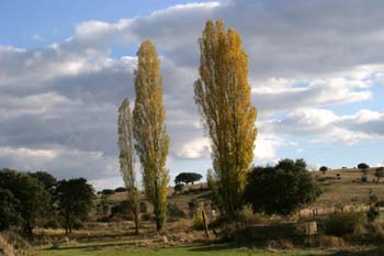 Chopo temblón - Porte (Populus tremula)