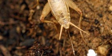 Grillo marrón (gryllomorpha dalmantina)