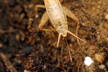 Grillo marrón (gryllomorpha dalmantina)