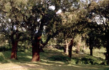 Alcornoque - Bosque (Quercus suber)
