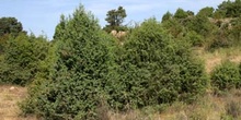 Enebro común - Porte (Juniperus communis)