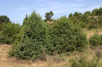 Enebro común - Porte (Juniperus communis)