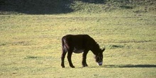 Burro (Equus asinus)