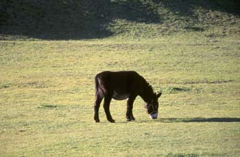 Burro (Equus asinus)