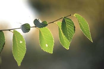 Olmo de Siberia - Hojas (Ulmus pumilla)