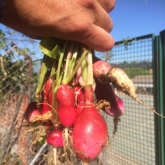 2019_11_05_El huerto en otoño_CEIP FDLR_Las Rozas 2