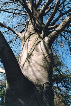 Almez - Tronco/Corteza (Celtis australis)