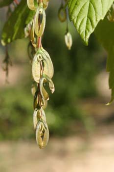 Arce negundo - Fruto (Acer negundo)