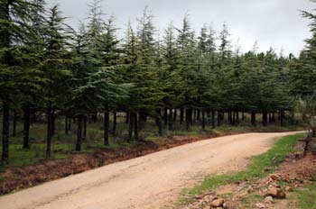 Camino forestal, Navas del Rey, Madrid