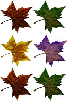 Hojas aterciopeladas en filas