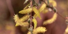 Sauce blanco - Flores masc. (Salix alba)