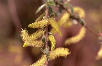 Sauce blanco - Flores masc. (Salix alba)