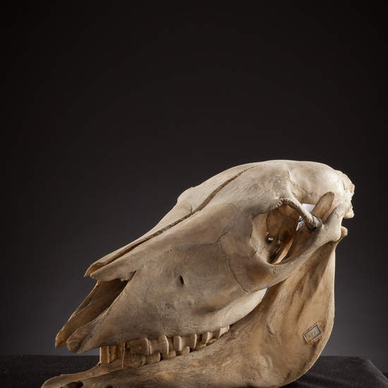 IES_SANISIDRO_BIOLOGIA_129