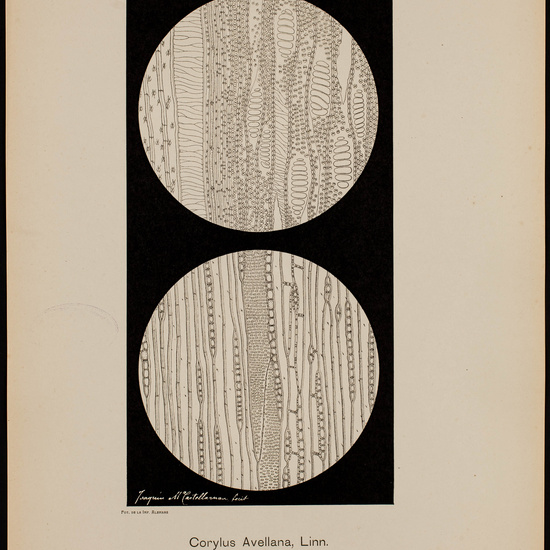 IES_CARDENALCISNEROS_BOTÁNICA_II_LÁMINAS_053