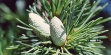 Cedro del Líbano (Cedrus libani)