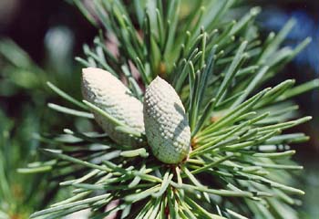 Cedro del Líbano (Cedrus libani)