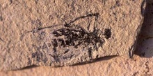 Libélula-Larva (Insecto) Eoceno