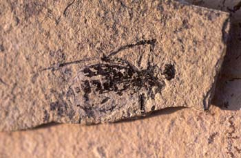 Libélula-Larva (Insecto) Eoceno