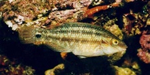 Labrido (Symphodus melops)