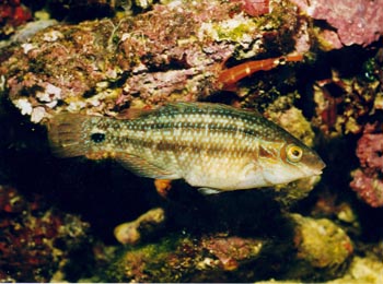 Labrido (Symphodus melops)