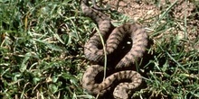 Víbora áspid (Vipera aspis)