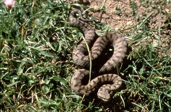 Víbora áspid (Vipera aspis)