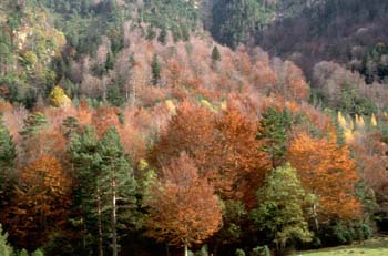 Haya - Bosque (Fagus silvatica)