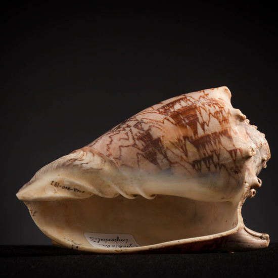 IES_CARDENALCISNEROS_CONCHAS_161