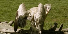 Pelícano gris (Pelecanus rifescens)