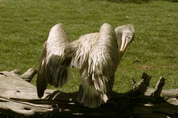 Pelícano gris (Pelecanus rifescens)