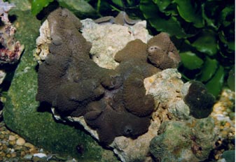 Anémona de disco (Actinodiscus sp.)