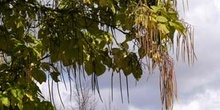 Catalpa (Catalpa bignonioides)