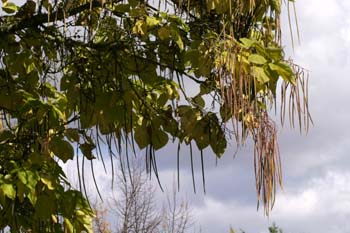 Catalpa (Catalpa bignonioides)