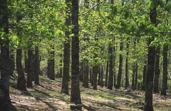 Castaño - Bosque (Castanea sativa)