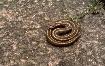 Víbora de Seoane (Vipera seoanei)