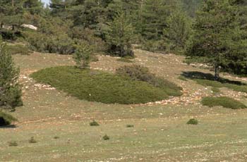 Sabina rastrera (Juniperus sabina)