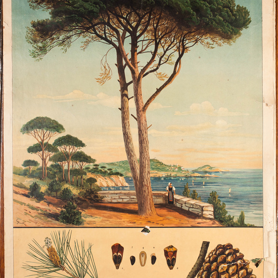 IES_CARDENALCISNEROS_ARBOLES_LAMINAS_019