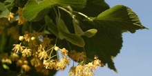 Tilo común - Flores (Tilia platyphyllos)