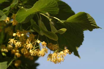 Tilo común - Flores (Tilia platyphyllos)