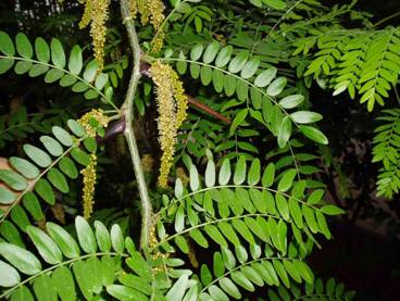 ACACIA TRES ESPINAS - Gleditsia triacanthos