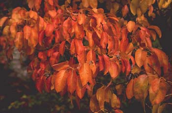 Manzano rojo (Malus x purpurea)