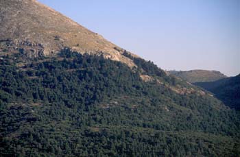 Abeto pinsapo - Bosque (Abies pinsapo)