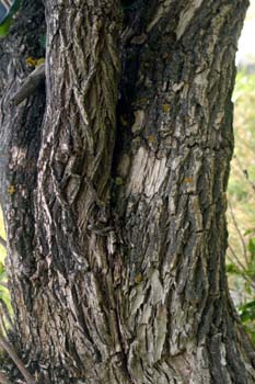 Saúco - Tronco (Sambucus nigra)