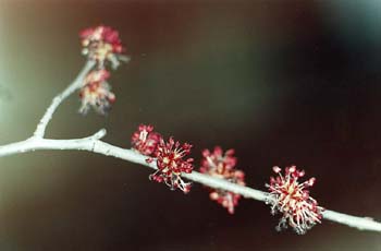 Olmo montano - Flores (Ulmus glabra)