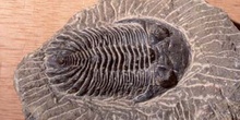 Trilobites sp. (Trilobites) Pérmico