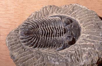 Trilobites sp. (Trilobites) Pérmico